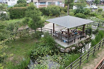 庭(ビオトープ)