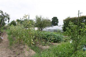 healthygarden_img010